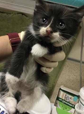 PEPPER, Baby Domestic Short Hair (medium coat), cat for adoption in Diamond Bar, California