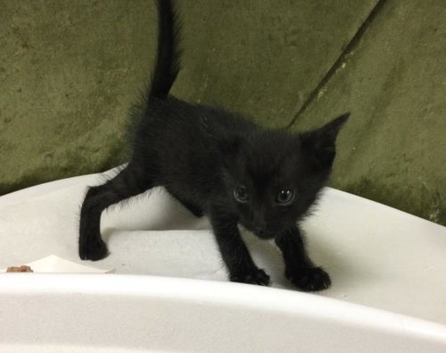 PANTHER, Baby Domestic Short Hair (medium coat), cat for adoption in Diamond Bar, California