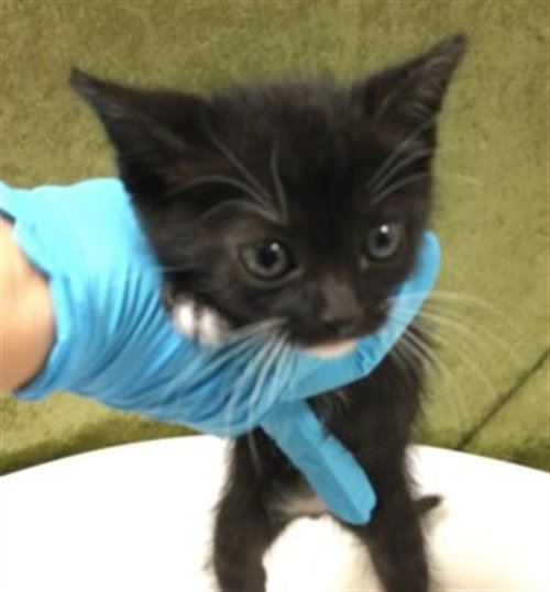 PIPLUP, Baby Domestic Short Hair (medium coat), cat for adoption in Diamond Bar, California