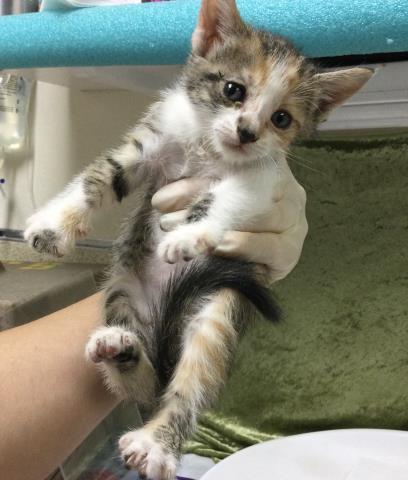 TIGER, Baby Domestic Short Hair (medium coat), cat for adoption in Diamond Bar, California
