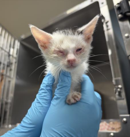 YOLANDA, Baby Domestic Short Hair (medium coat), cat for adoption in Diamond Bar, California