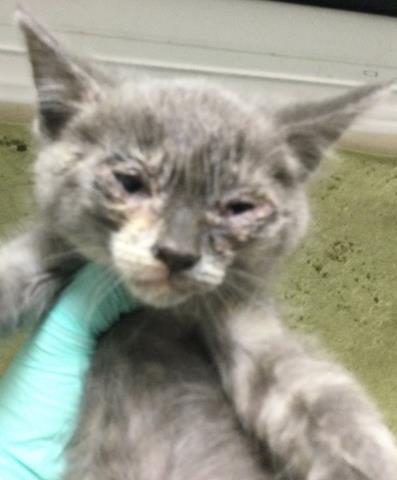 EVIE, Baby Domestic Short Hair (medium coat), cat for adoption in Diamond Bar, California