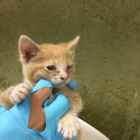 CHEETOH, Baby Domestic Short Hair (medium coat), cat for adoption in Diamond Bar, California