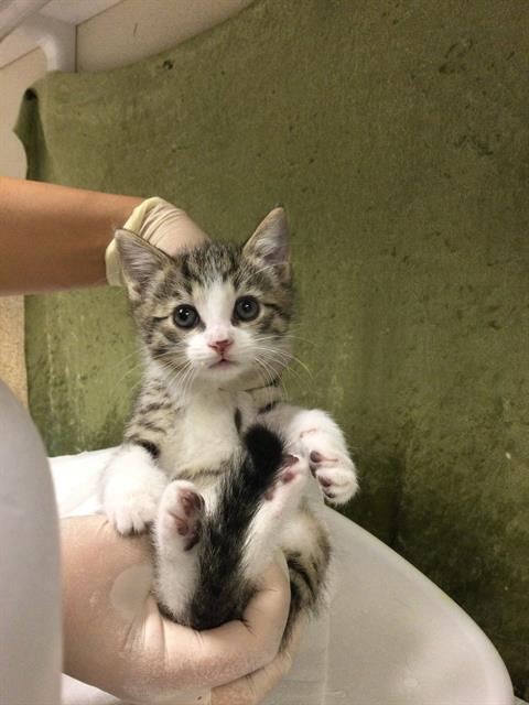 JELLY ROLL, Baby Domestic Short Hair (medium coat), cat for adoption in Diamond Bar, California