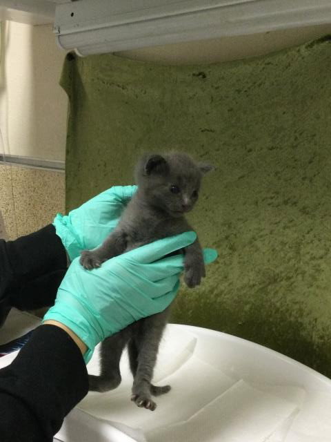 PETER, Baby Domestic Short Hair (medium coat), cat for adoption in Diamond Bar, California