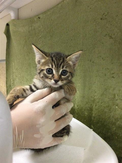 FACE, Baby Domestic Short Hair (medium coat), cat for adoption in Diamond Bar, California