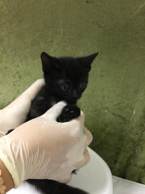 PUMPKIN, Baby Domestic Short Hair (medium coat), cat for adoption in Diamond Bar, California