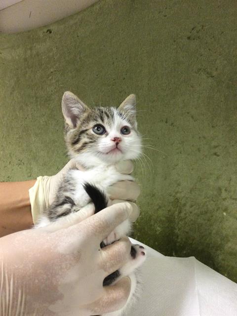 BABY DAISY, Baby Domestic Short Hair (medium coat), cat for adoption in Diamond Bar, California