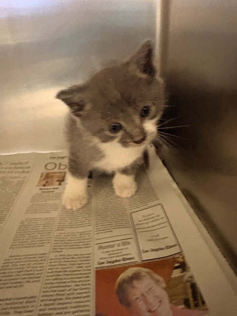 LUIGI, Baby Domestic Short Hair (medium coat), cat for adoption in Diamond Bar, California