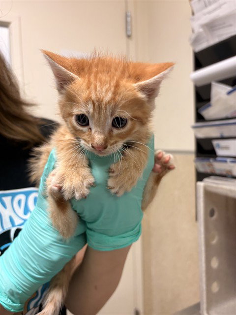 BRYAN, Baby Domestic Short Hair (medium coat), cat for adoption in Diamond Bar, California