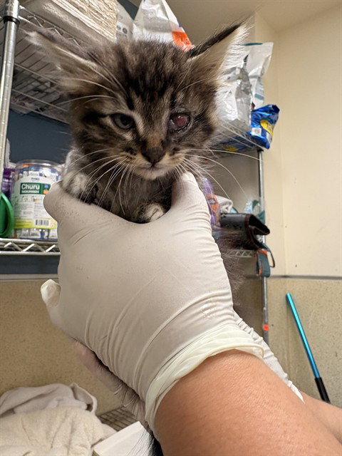 SCAR, Baby Domestic Short Hair (medium coat), cat for adoption in Diamond Bar, California