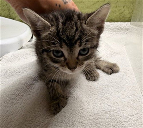 A1916585, Baby Domestic Short Hair (medium coat), cat for adoption in Diamond Bar, California