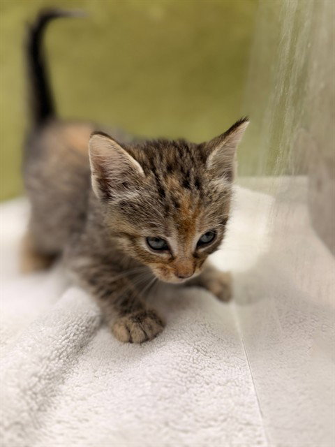 A1916586, Baby Domestic Short Hair (medium coat), cat for adoption in Diamond Bar, California