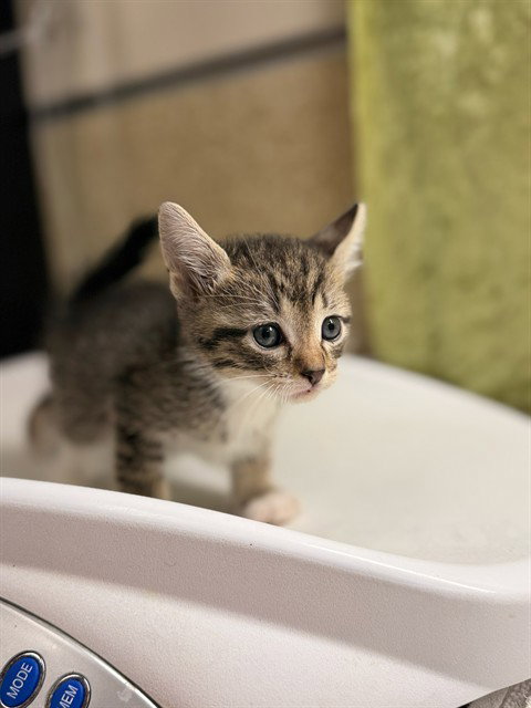 A1916587, Baby Domestic Short Hair (medium coat), cat for adoption in Diamond Bar, California