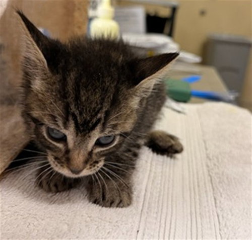 A1916588, Baby Domestic Short Hair (medium coat), cat for adoption in Diamond Bar, California