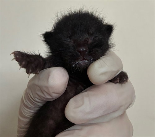 SALEM, Baby Domestic Short Hair (medium coat), cat for adoption in Diamond Bar, California