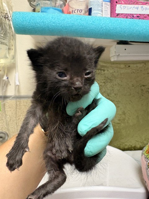 BILLY, Baby Domestic Short Hair (medium coat), cat for adoption in Diamond Bar, California