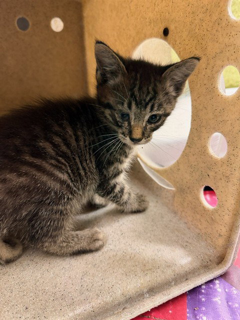 SEED, Baby Domestic Short Hair (medium coat), cat for adoption in Diamond Bar, California