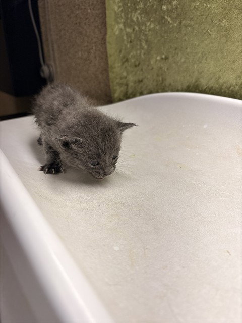BELLA, Baby Domestic Short Hair (medium coat), cat for adoption in Diamond Bar, California