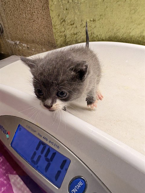 BEE, Baby Domestic Short Hair (medium coat), cat for adoption in Diamond Bar, California