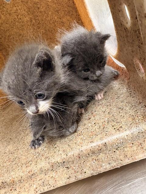 BILL, Baby Domestic Short Hair (medium coat), cat for adoption in Diamond Bar, California