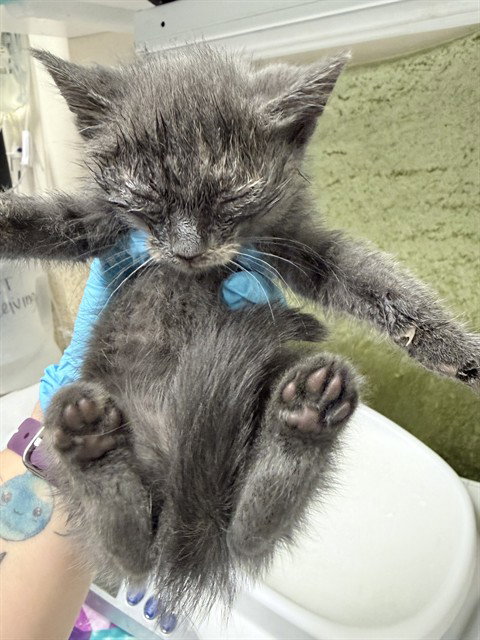 FIONA, Baby Domestic Short Hair (medium coat), cat for adoption in Diamond Bar, California