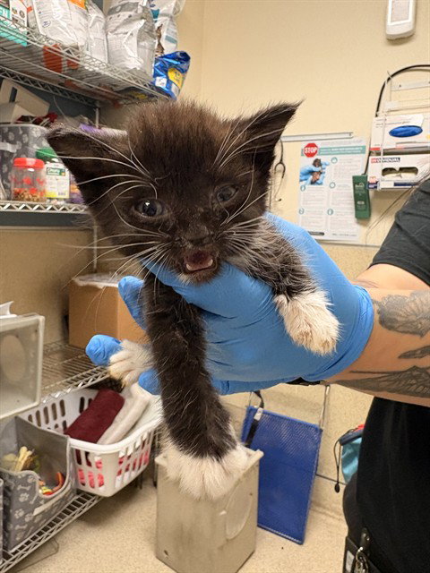DOBIE, Baby Domestic Short Hair (medium coat), cat for adoption in Diamond Bar, California