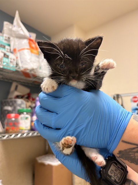 DOBS, Baby Domestic Short Hair (medium coat), cat for adoption in Diamond Bar, California