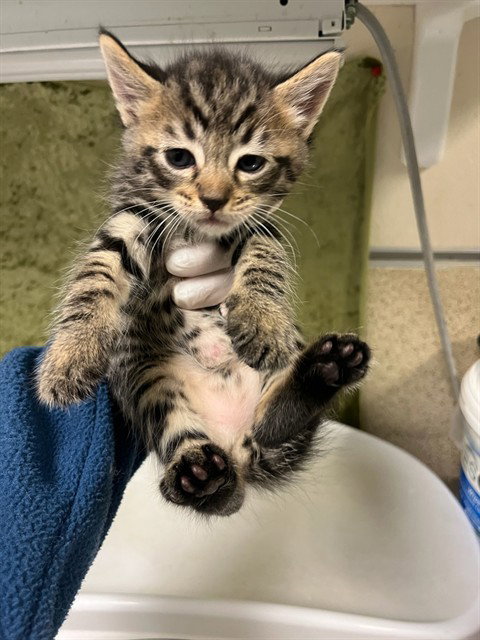 A1917244, Baby Siamese (medium coat), cat for adoption in Diamond Bar, California