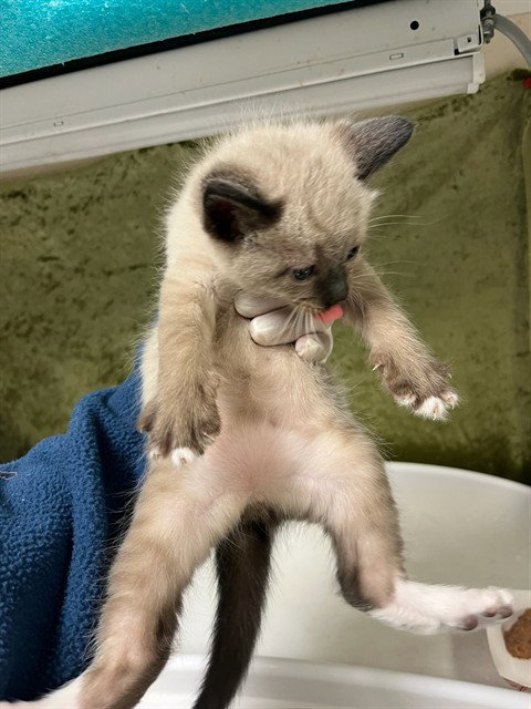 A1917250, Baby Siamese (medium coat), cat for adoption in Diamond Bar, California