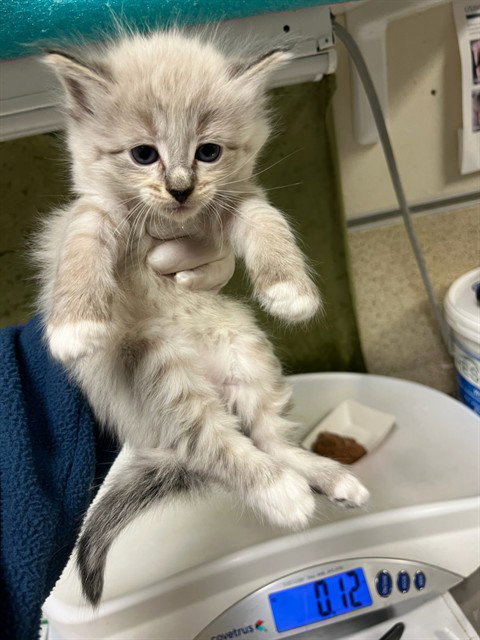 A1917252, Baby Domestic Short Hair (medium coat), cat for adoption in Diamond Bar, California