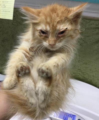 BURRATA, Baby Domestic Short Hair (medium coat), cat for adoption in Diamond Bar, California