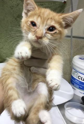 BRIE, Baby Domestic Short Hair (medium coat), cat for adoption in Diamond Bar, California