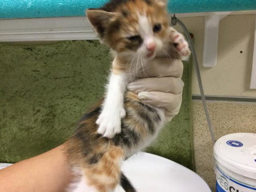 A1917606, Baby Domestic Short Hair (medium coat), cat for adoption in Diamond Bar, California