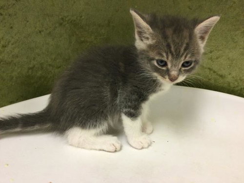 A1917610, Baby Domestic Short Hair (medium coat), cat for adoption in Diamond Bar, California