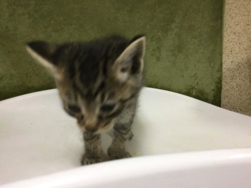 A1917612, Baby Domestic Short Hair (medium coat), cat for adoption in Diamond Bar, California