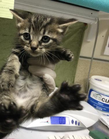 A1917613, Baby Domestic Short Hair (medium coat), cat for adoption in Diamond Bar, California