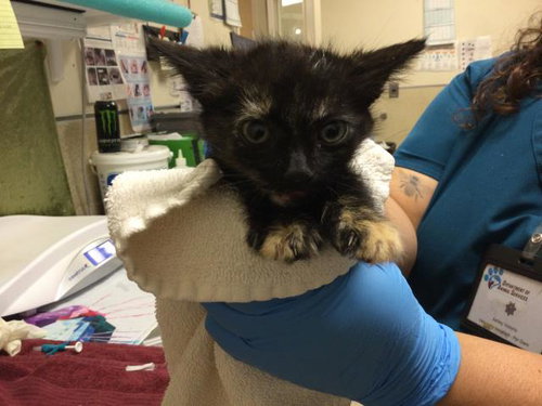 SPORTY, Baby Domestic Short Hair (medium coat), cat for adoption in Diamond Bar, California