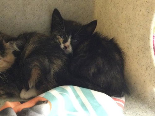 BABY, Baby Domestic Short Hair (medium coat), cat for adoption in Diamond Bar, California
