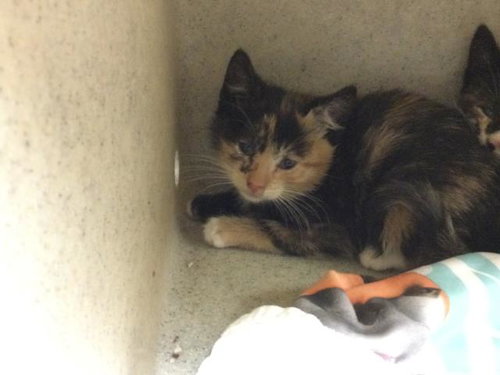 POSH, Baby Domestic Short Hair (medium coat), cat for adoption in Diamond Bar, California