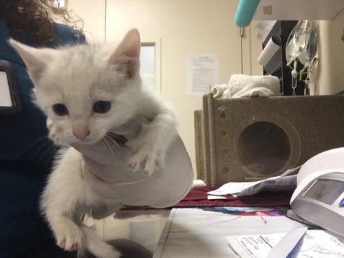 OLAF, Baby Domestic Short Hair (medium coat), cat for adoption in Diamond Bar, California