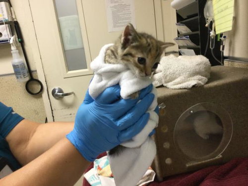 ELSA, Baby Domestic Short Hair (medium coat), cat for adoption in Diamond Bar, California