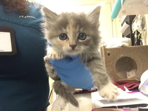 ANA, Baby Domestic Short Hair (medium coat), cat for adoption in Diamond Bar, California