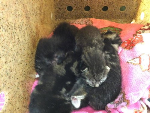 A1917669, Baby Domestic Short Hair (medium coat), cat for adoption in Diamond Bar, California
