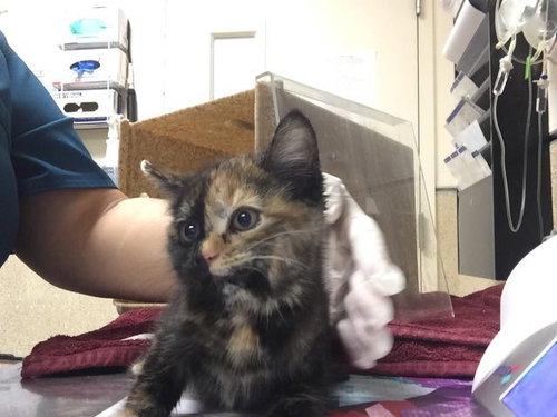 SERENA, Baby Domestic Short Hair (medium coat), cat for adoption in Diamond Bar, California
