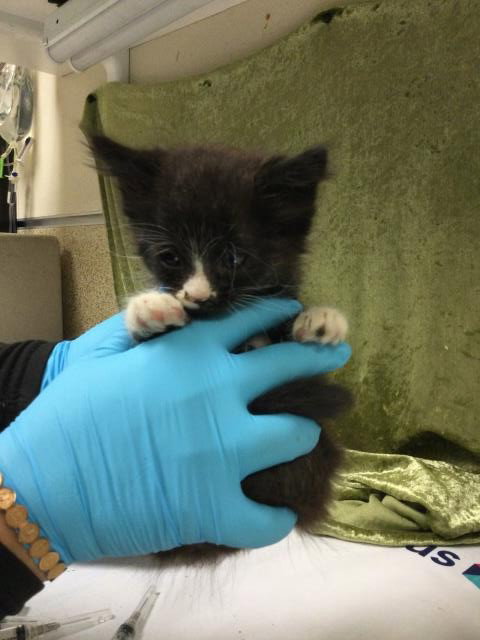 SUSIE, Baby Domestic Short Hair (medium coat), cat for adoption in Diamond Bar, California