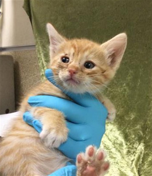 MARGE, Baby Domestic Short Hair (medium coat), cat for adoption in Diamond Bar, California