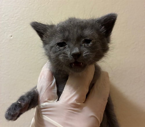 GREYJOY, Baby Domestic Short Hair (medium coat), cat for adoption in Diamond Bar, California