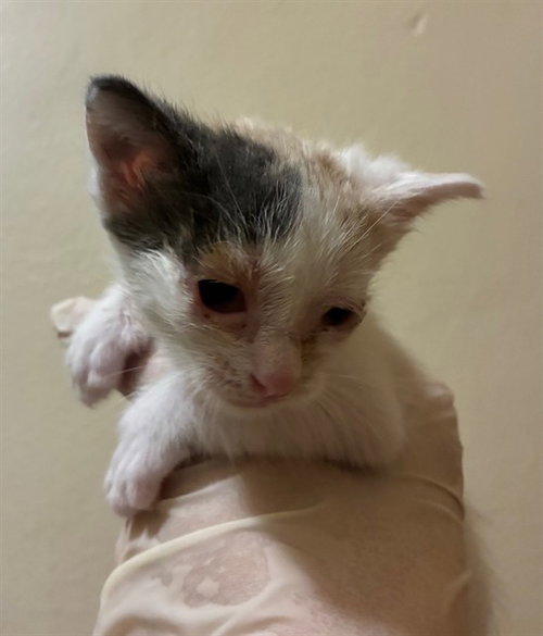 STARK, Baby Domestic Short Hair (medium coat), cat for adoption in Diamond Bar, California