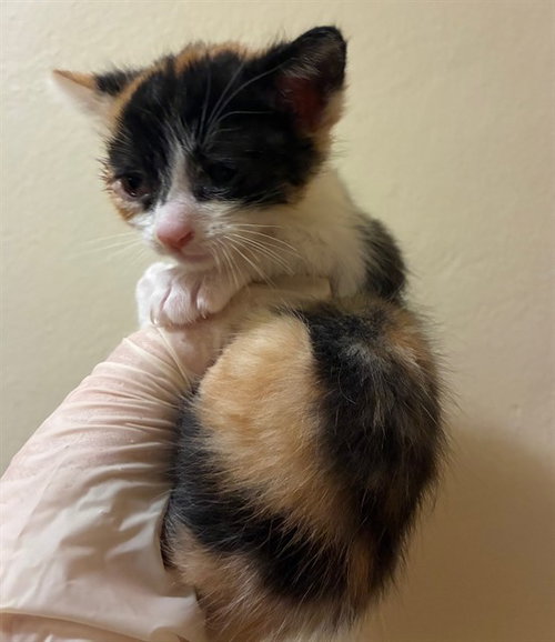 MARTELL, Baby Domestic Short Hair (medium coat), cat for adoption in Diamond Bar, California